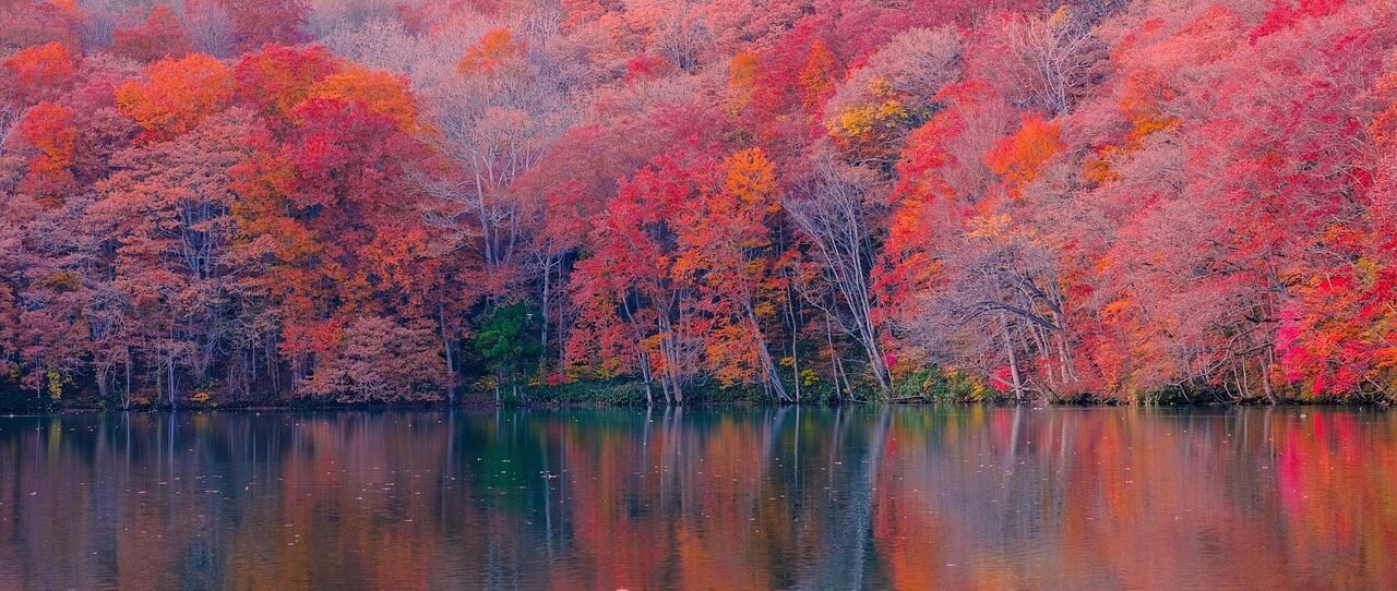 autumn, forest, lake, nature, landscape, fall, maple forest