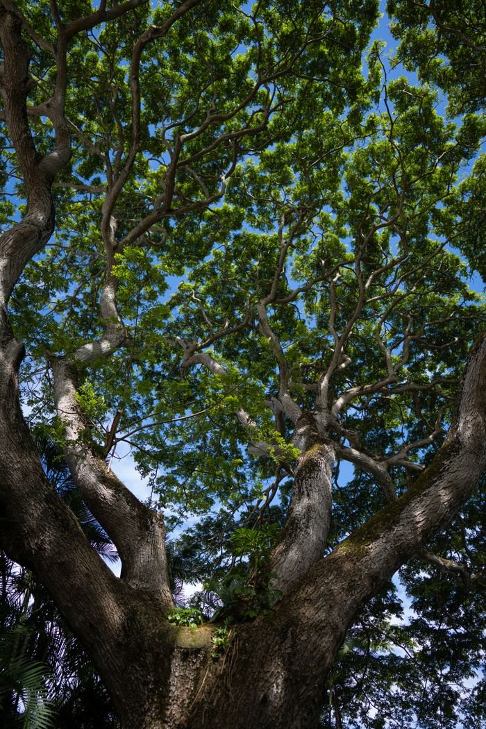 Explore the lush green canopy of a vibrant tree in Honolulu, capturing nature's beauty.