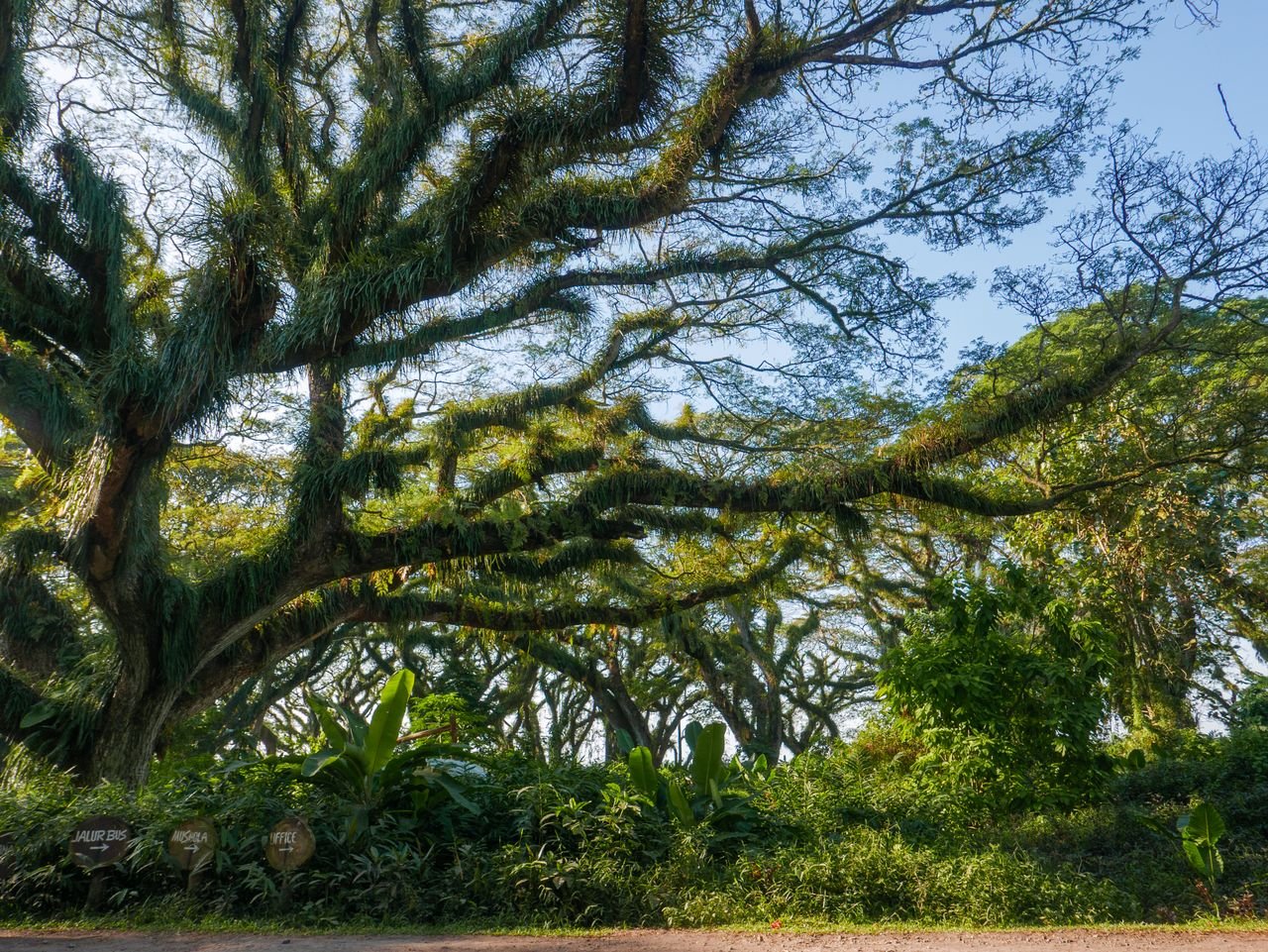 Expansive tree canopy with lush greenery, perfect for nature lovers and serene landscapes.
